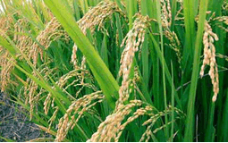 完美竞技平台官网下载为优秀的大学生发放奖学金